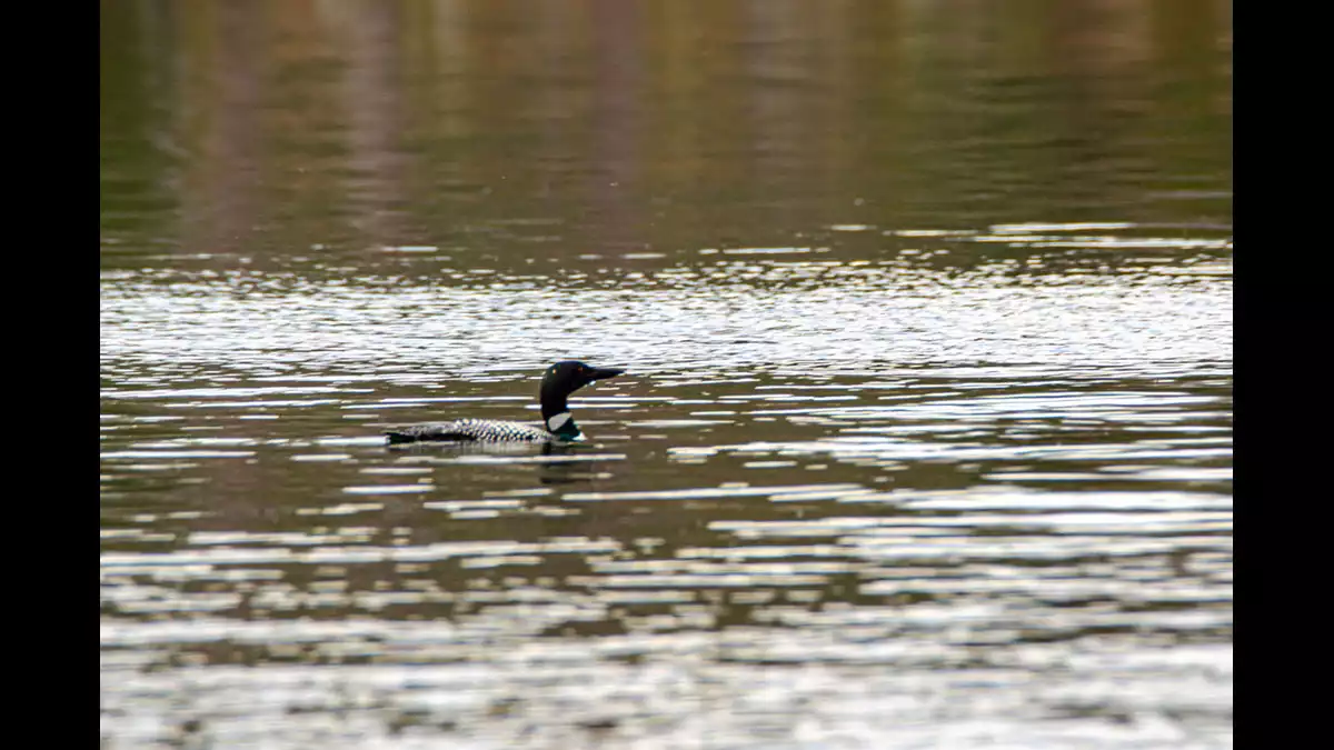 Black Oak Lake image 6